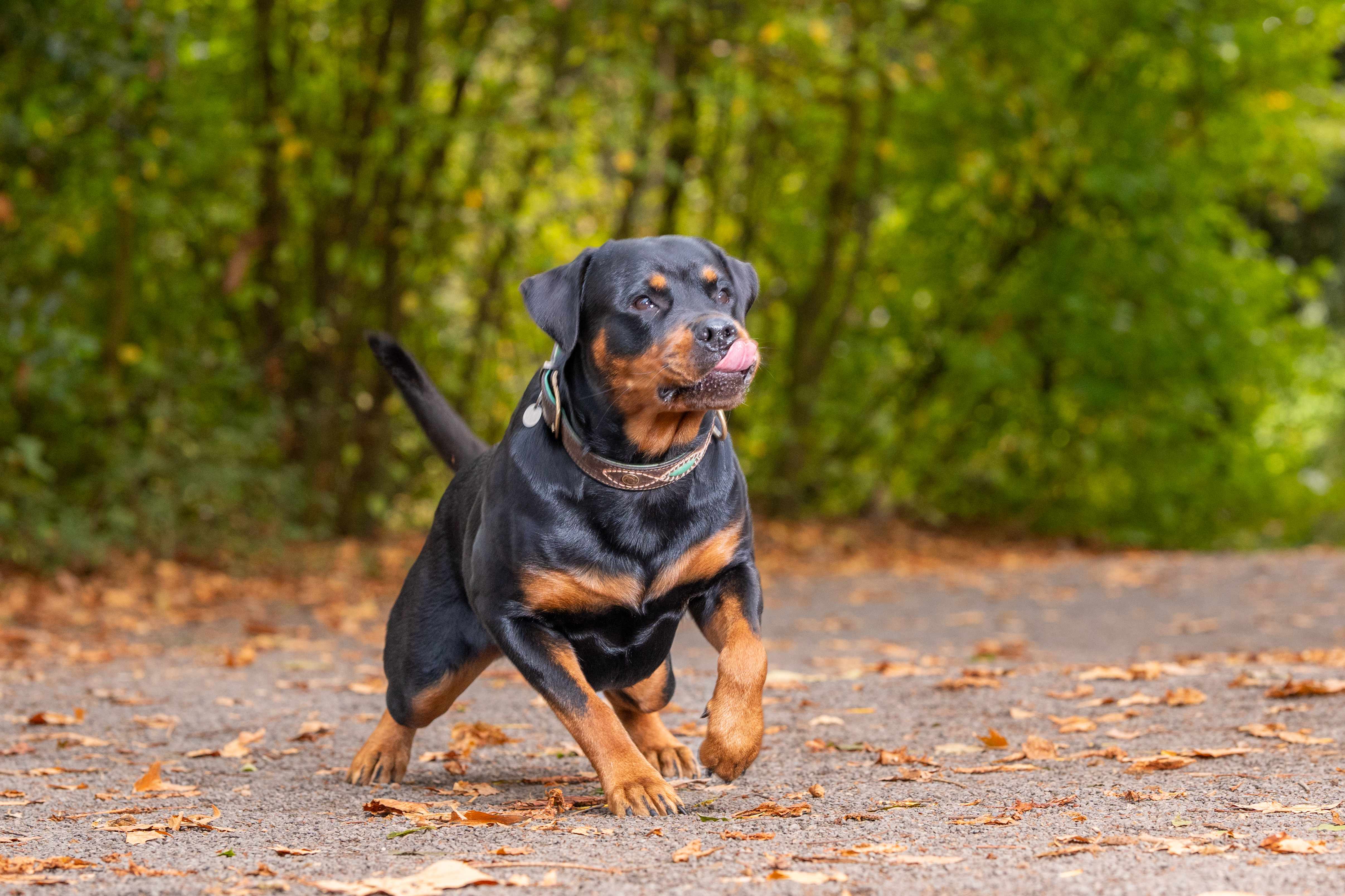Rottweiler auf Weg mit Herbstlaub