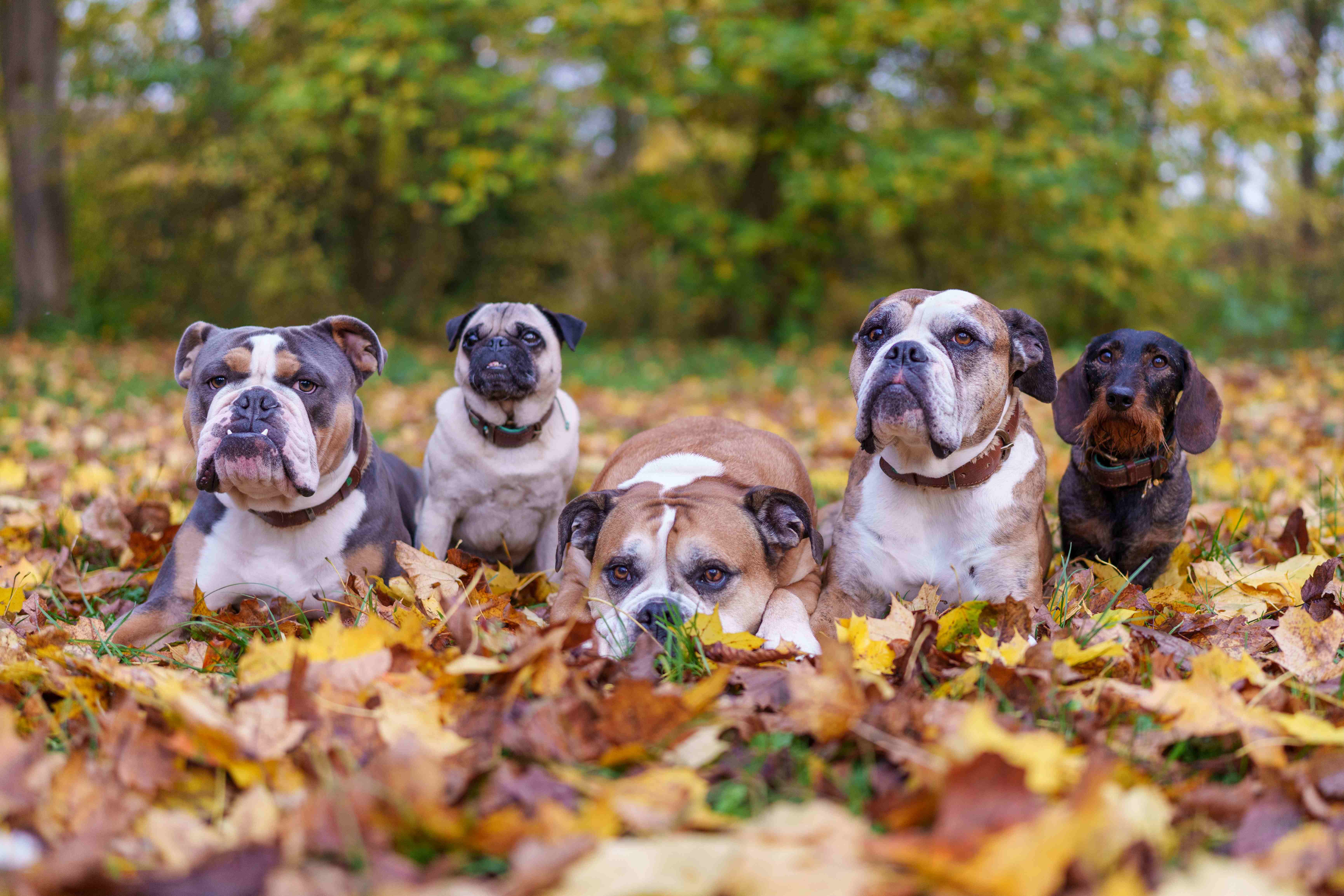 Gruppe von Hunden im Herbstlaub