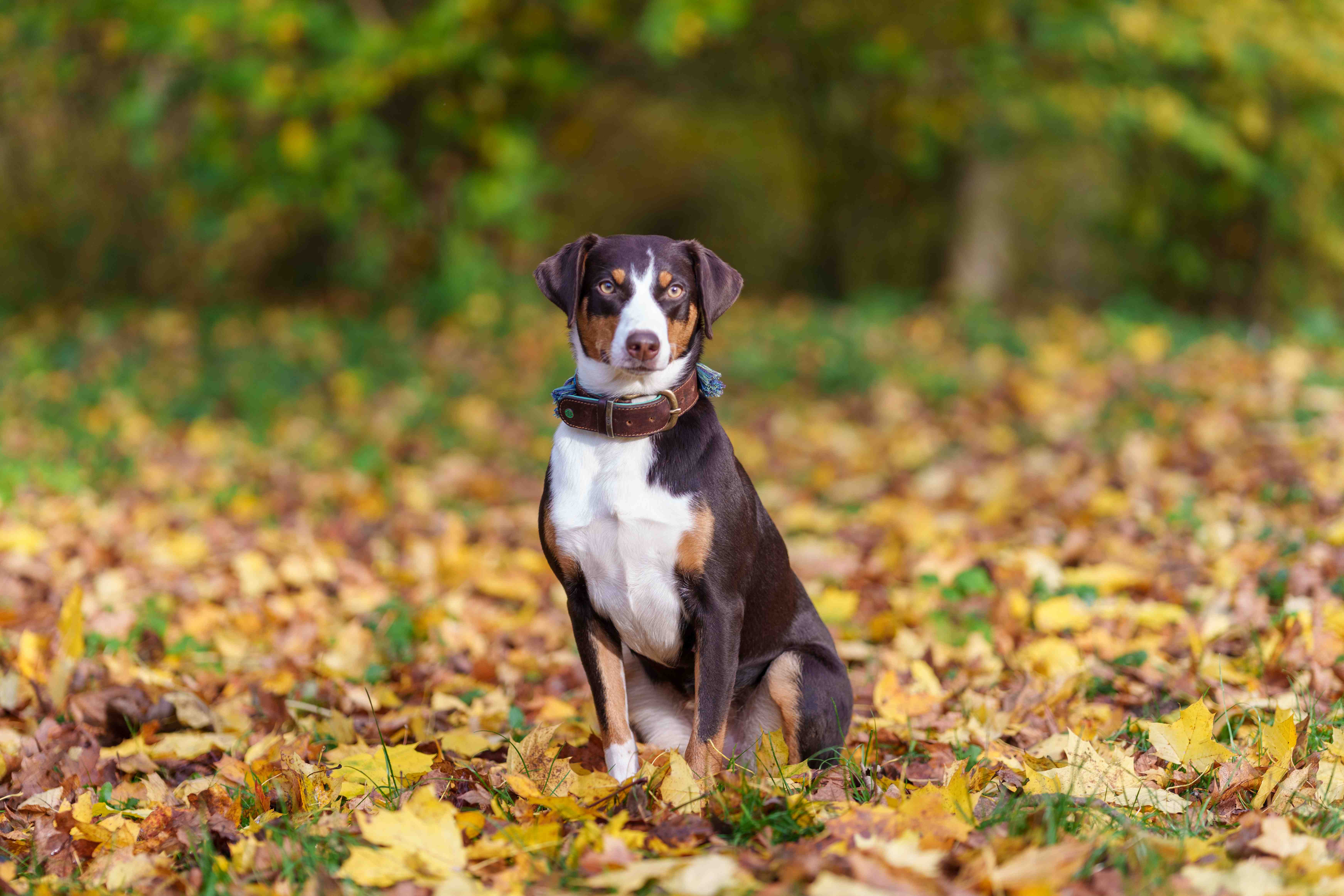 Hund im Herbstlaub